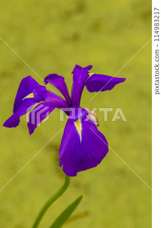Waterside plant: Iris 114983217