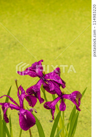 Waterside plant: Iris 114983220