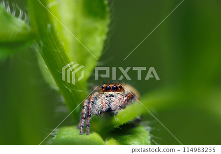 一隻小而可愛的貓飛蜘蛛從草葉後面偷看（自然光和頻閃微距鏡頭特寫） 114983235