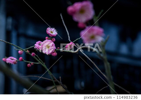 Spring Blossoms at Twilight 114983236