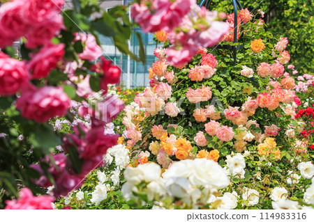 Shosakai Park: Rose garden in full bloom 114983316