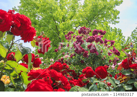 Shosakai Park: Rose garden in full bloom 114983317