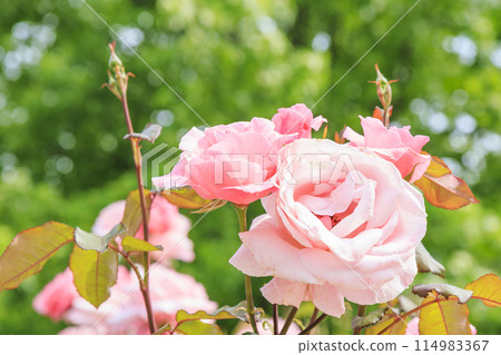Shosakai Park: Rose garden in full bloom 114983367