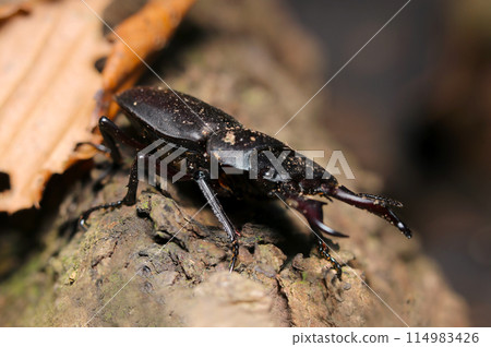 Male stag beetle spreading its jaws (natural light + strobe, macro close-up) Male stag beetle spreading its jaws (natural light + strobe, macro close-up) 114983426