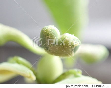 Passiflora stamens (after pollination) 114983435