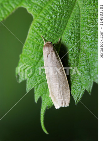 Warm gray adult of the pale-gray scaly moth (natural light + telephoto macro close-up photo) Warm gray adult of the pale-gray scaly moth (natural light + telephoto macro close-up photo) 114983581