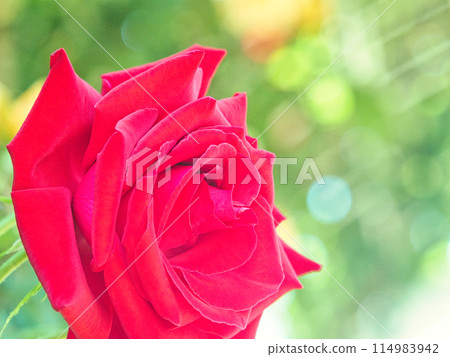 A red rose A red rose 114983942