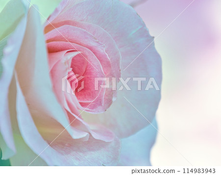 Beautiful roses 114983943