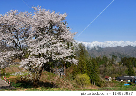 長野縣上野內郡小川村根山立屋番所的櫻山櫻花和白雪覆蓋的北阿爾卑斯山 114983987