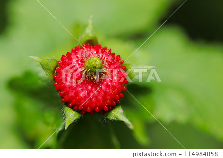 Bright red ripened wild strawberry fruit (natural light & strobe macro lens close-up) Bright red ripened wild strawberry fruit (natural light & strobe macro lens close-up) 114984058
