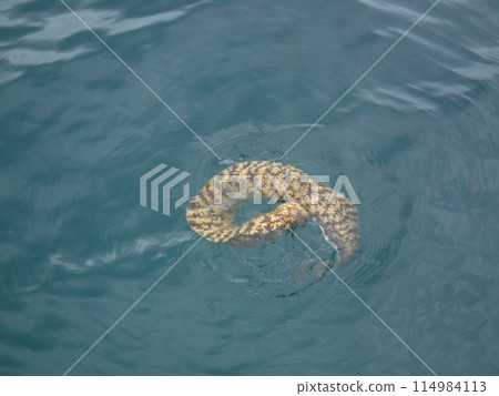 A moray eel emerges from the water after being caught 114984113