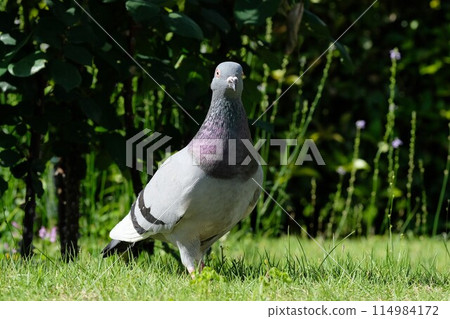 A pigeon walking through the park 114984172