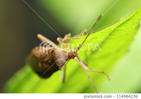 A star-streaked stink bug and green leaves (natural light, strobe, macro lens close-up) A star-streaked stink bug and green leaves (natural light, strobe, macro lens close-up) 114984236
