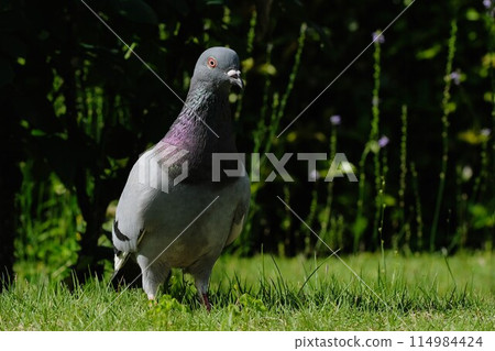 A pigeon walking through the park A pigeon walking through the park 114984424