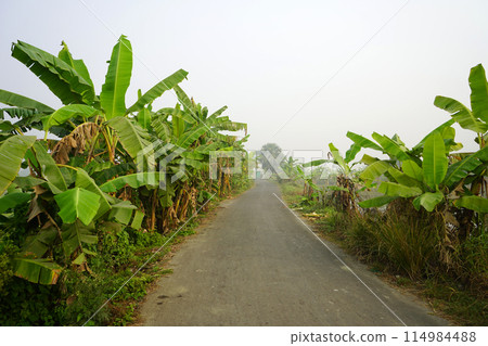 Greenery Village road at South 24 Parganas 114984488