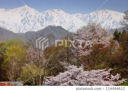 View of cherry blossoms near the cherry blossoms at Tateya Bansho and the remaining snow on the Hakuba Sanzan mountains in the Northern Alps, Ogawa Village, Kamiminochi District, Nagano Prefecture View of cherry blossoms near the cherry blossoms at Tateya Bansho and the remaining snow on the Hakuba Sanzan mountains in the Northern Alps, Ogawa Village, Kamiminochi District, Nagano Prefecture 114984612