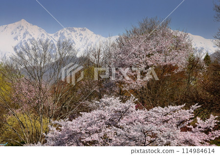 長野縣上水內郡小川村根山、立屋萬所櫻花附近的櫻花和北阿爾卑斯山白馬三山的殘雪 長野縣上水內郡小川村根山、立屋萬所櫻花附近的櫻花和北阿爾卑斯山白馬三山的殘雪 114984614