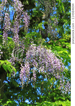 Mountain wisteria in full bloom 114984694