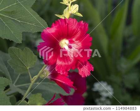 農場裡盛開的紅蜀葵花 114984883