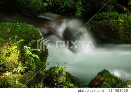 Fresh green of the Kiyazawa mountain stream 114985086
