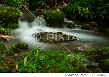 Fresh green of the Kiyazawa mountain stream 114985087