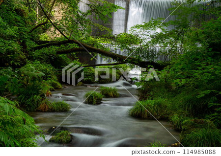 Fresh green of the Kiyazawa mountain stream 114985088