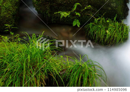 Fresh green of the Kiyazawa mountain stream Fresh green of the Kiyazawa mountain stream 114985096