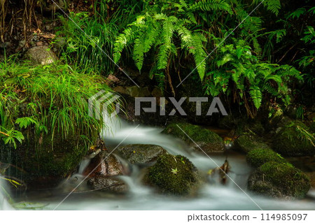 Fresh green of the Kiyazawa mountain stream Fresh green of the Kiyazawa mountain stream 114985097