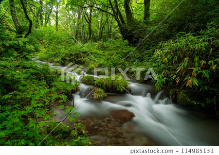Fresh green of the Kiyazawa mountain stream 114985131