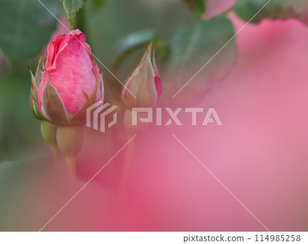 Roses blooming Roses blooming 114985258