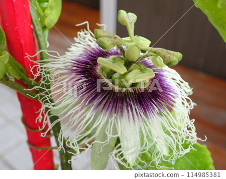 Passionflower flowers Passionflower flowers 114985381