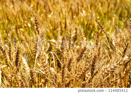 麥穗準備好收穫 114985411