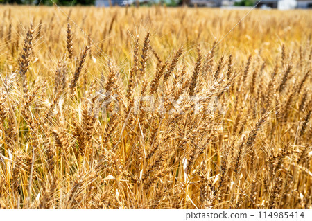 麥田閃亮的金色 114985414