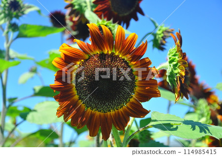 Sunflower blooms 114985415