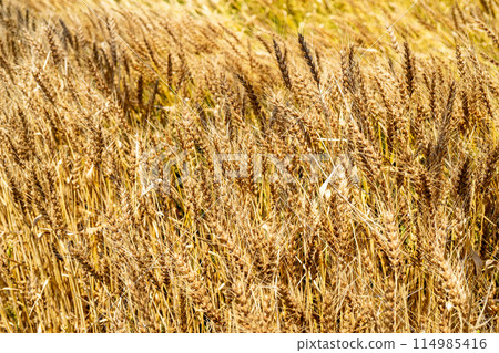 麥田閃亮的金色 麥田閃亮的金色 114985416
