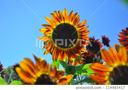 向日葵綻放 114985417