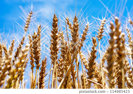 Ears of wheat near harvest 114985423