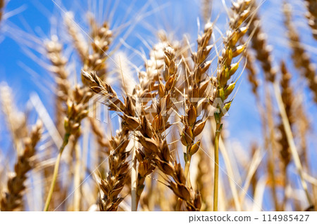 Ears of wheat near harvest 114985427