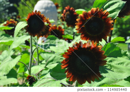 Sunflower blooms 114985440