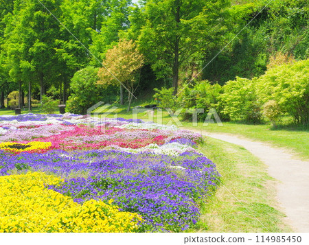 色彩繽紛的中提琴花園(3)【兵庫縣立公園淡路花敷】 114985450