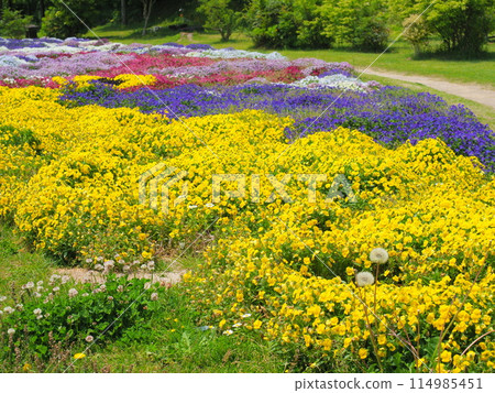色彩繽紛的中提琴花園(4)【兵庫縣立公園淡路花敷】 114985451