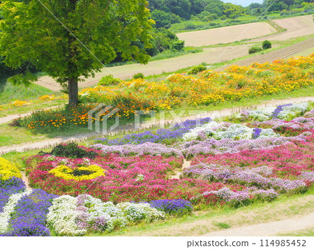 色彩繽紛的中提琴花園(5)【兵庫縣立公園淡路花敷】 114985452