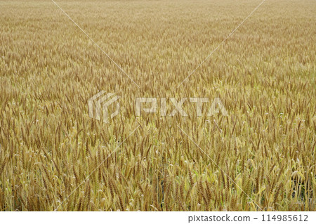 Wheat field in early summer 114985612