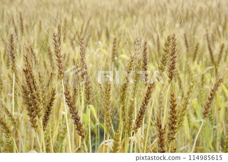 麥田在初夏 114985615