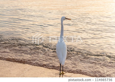Great egret (Ardea alba), a medium-sized white heron fishing on the sea beach Great egret (Ardea alba), a medium-sized white heron fishing on the sea beach 114985736