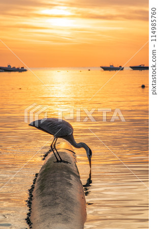 A heron hunting in the sea in the sunset or sunrise light 114985760