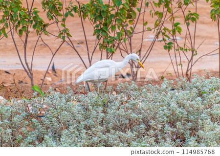 Western cattle egret (Bubulcus ibis) in winter plumage hunting for insects. Western cattle egret (Bubulcus ibis) in winter plumage hunting for insects. 114985768