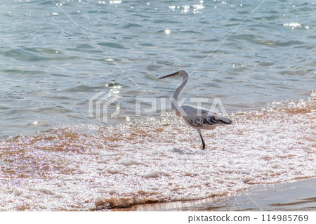 White Western Reef Heron (Egretta gularis) at Sharm el-Sheikh beach, Sinai, Egypt White Western Reef Heron (Egretta gularis) at Sharm el-Sheikh beach, Sinai, Egypt 114985769