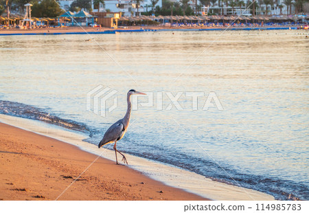 Gray heron fishing on the beach of the Red Sea. Naama Bay beach, Sharm El Sheikh, Egypt 114985783