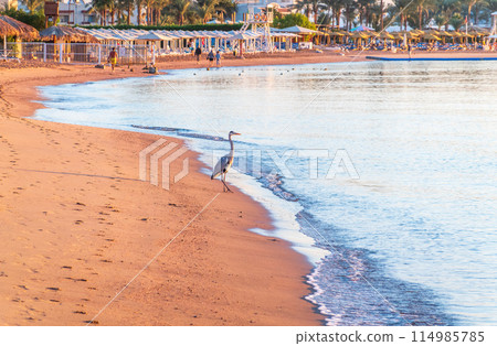 Gray heron fishing on the beach of the Red Sea. Naama Bay beach, Sharm El Sheikh, Egypt 114985785